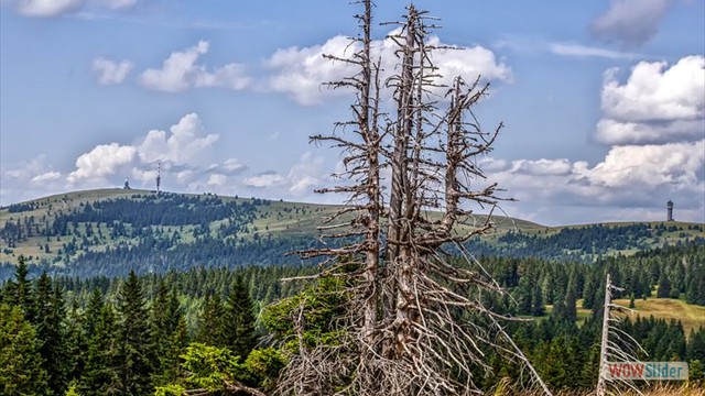 Feldberg